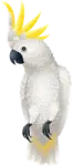 a white parrot with yellow feathers on its head