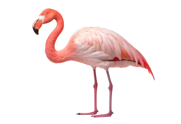 a pink flaming standing in front of a white background