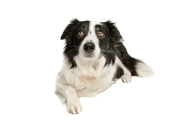 a black and white dog is laying down