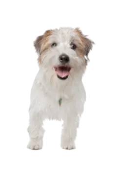 a small white and brown dog standing on a white background