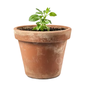 a small plant in a clay pot