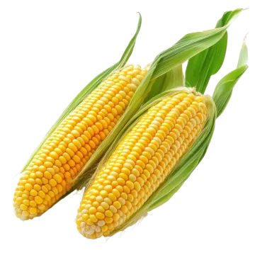 two ears of corn on white background