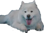 a white dog laying down with its tongue out