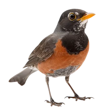 a red breasted robin standing on a white background