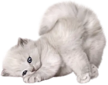 a white cat with blue eyes laying down