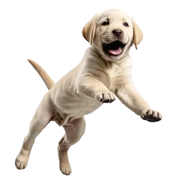 a puppy dog jumping up in the air