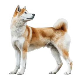a brown and white dog standing on a white background