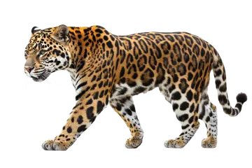 a jaguar walking on a white background