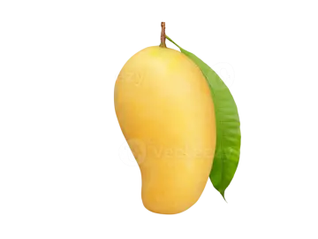 a mango on a white background