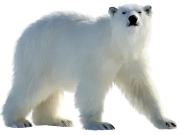 a polar bear walking across a white surface