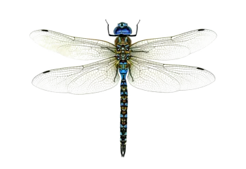 a blue dragonfly on a white background