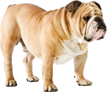 a dog standing in front of a white background