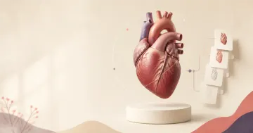 an image of a human heart on a table