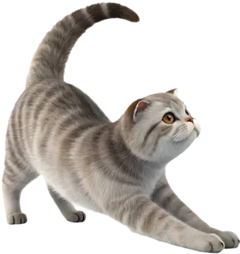 a gray and white cat standing on its hind