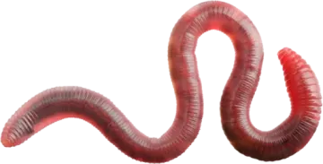 a worm is shown in this image