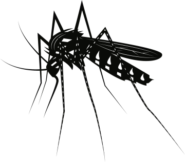 a mosquito silhouetted on a white background