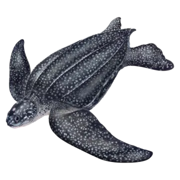 a drawing of a green sea turtle