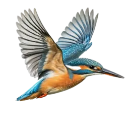 a bird flying with its wings spread out