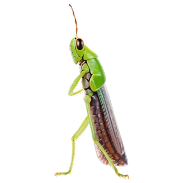 a green grasshopper on a white background