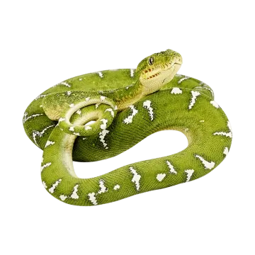 a green snake on a white background