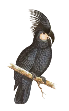 an illustration of a black parrot perched on a branch