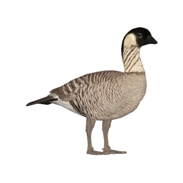 a goose standing on a white surface