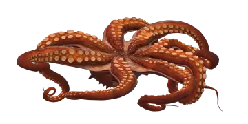 an octopus is sitting on a white surface