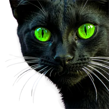 a close up of a black cat with green eyes