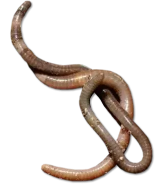 a worm on a white background