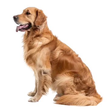 a large brown dog sitting on a white background