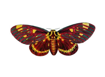 a colorful butterfly on a white background