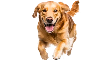 a golden retrieve dog running towards the camera