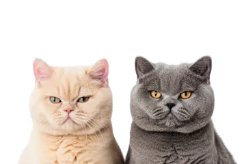 two cats sitting next to each other cat