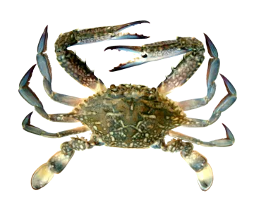 a blue crab on a white background