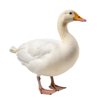 a white duck standing on its hinds