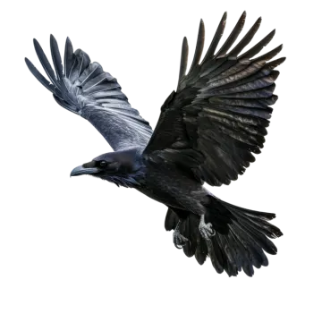 a large black bird flying in the sky