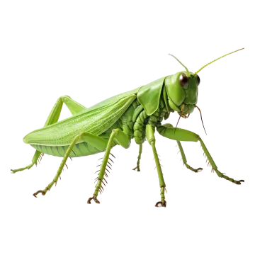 a praying mantis on a white background