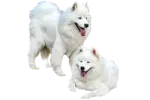 two white dogs standing next to each other dogs