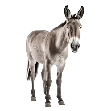 a donkey standing in front of a white background