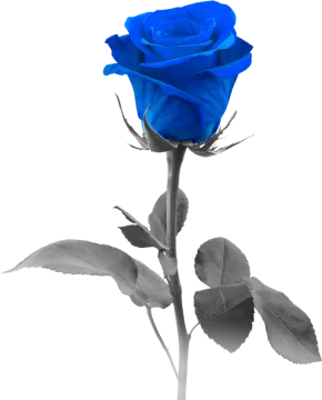 a blue rose on a white background