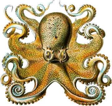 a drawing of an octopus with tentacles