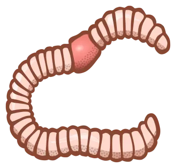 an illustration of a worm