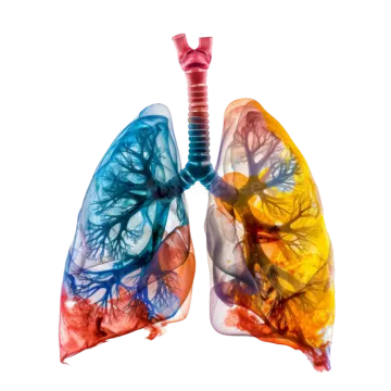 an image of the lungs and lungs