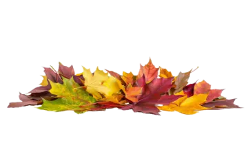 a pile of colorful autumn leaves