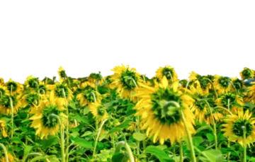 a field of sunflowers