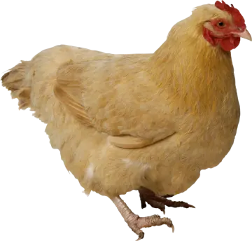 a close up of a chicken on a white background
