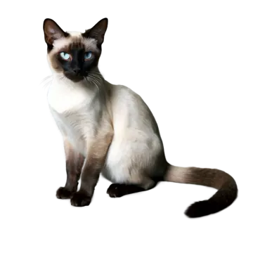 a siam cat sitting on a white surface