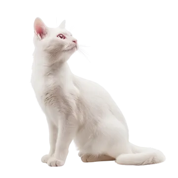 a white cat sitting and looking up