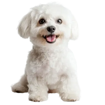 a small white dog with its tongue out