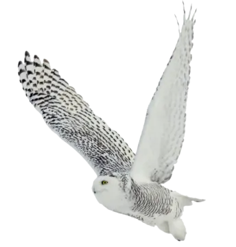 a snowy owl flying in the sky